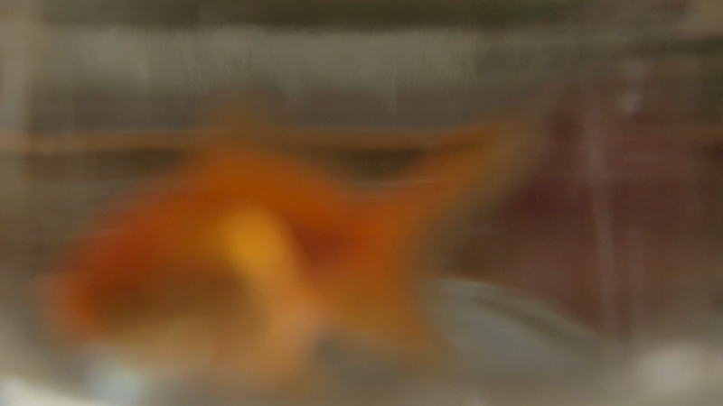 Étude pour nus au poisson